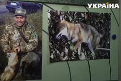 Стая волков-мутантов держит в страхе район в Винницкой области (видео)