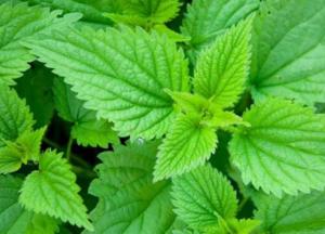 Витамины, растущие под ногами: какая весенняя зелень самая полезная