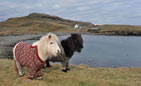 Одетые в свитера пони рекламируют Шотландию