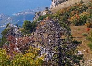 Новости Крымнаша: Мозг подает признаки жизни