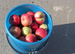 У Вінниці 75-річній бабусі за торгівлю яблуками з власного саду виписали 11 тисяч штрафу