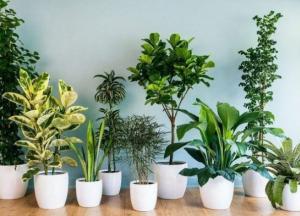 Небезпечна краса: кімнатні рослини, які можуть бути отруйними для людей та тварин