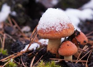 Сибирские холода и снег в октябре: климатолог рассказала, какой будет осень-2021