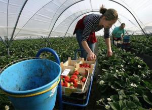 В Польше у украинцев появятся конкуренты 