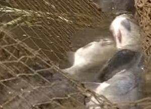 За рибу – гроші? Доки МінАПК буде продавати посади?