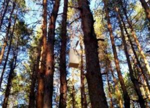 В Луганській області на місці масштабних лісових пожеж знайдено засоби і  знаряддя підпалу