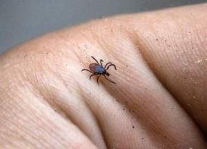 Бомба с часовым механизмом: какая опасность исходит от клещей