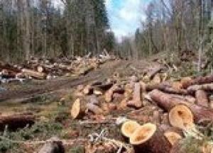 Організація незаконної вирубки лісу на Кремінщині була можлива лише за умов "силового" прикриття