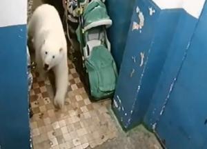  Десятки белых медведей вторглись в российский город, заходя в подъезды и преследуя местных жителей (видео)