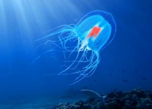 Бессмертная медуза — единственное существо на планете, способное жить вечно