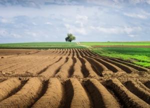 Старт рынка земли: скупят ли все иностранцы, по чем будет гектар и ждать ли бума продаж