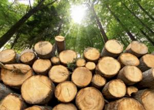 Україна продасть за кордон свій ліс за кредити від МВФ та ЄС? 