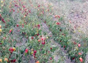 Новости Крымнаша: Геноцид в Армянске: глаза текут, першит горло, водой напиться невозможно