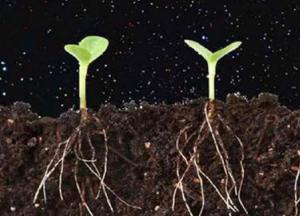 Волшебство жизни – уже на Луне. Фото из космоса и завораживающее земное видео