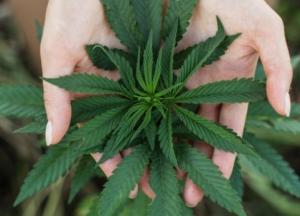 Почему законопроект о медицинском каннабисе провалили?