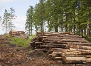 Евроиллюзии: как планируют возобновить "черную" вырубку лесов