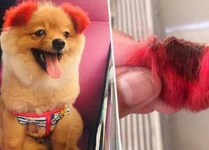 Из-за нового модного тренда у этого несчастного шпица отпало ухо