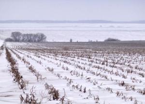 Агрохолдинг «Мрія»: 500 гектарів картоплі зігнило на замерзлих полях