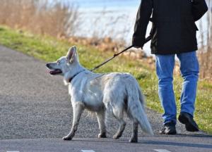 Недобросовестных владельцев собак будут выявлять с помощью ДНК-теста экскрементов их питомцев