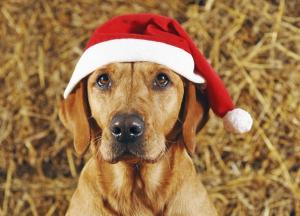 Кого съели предыдущие 5 Собак