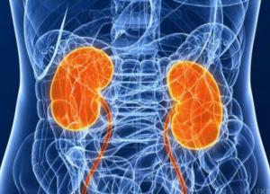Що потрібно їсти, аби нирки залишались здоровими