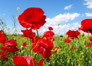 Исповедь поисковика