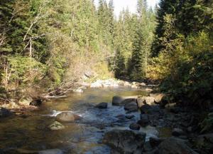 Почему активистов волнует блокада Донбасса, но не тотальное уничтожение леса по всей Украине