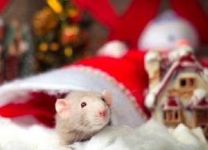 Как встретить Новый год Белой Крысы 2020: неожиданные приметы и запреты 