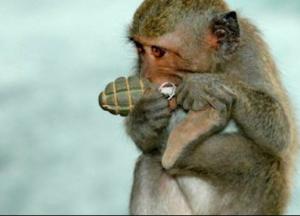 Белка-диверсант-банде*овка. Драма