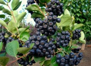 Як зберегти судини якомога довше здоровими: простий рецепт