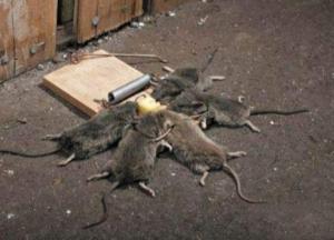 Обращение к любителям «шары»