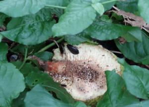 Тараканье молоко может стать одним из лучших суперпродуктов для человека