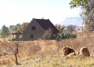 Сколько бы вы заплатили, чтобы провести сутки в доме, окруженном 77 львами?