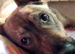 Бездомные на миллионы: как коммунальные предприятия богатеют на убийстве собак (расследование)