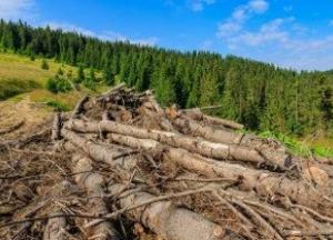 Это катастрофа: почему Украине нельзя разрешать экспорт леса