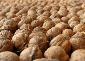 ​Началась великая ореховая война