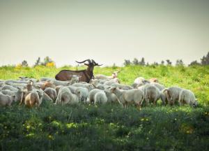 Мычание украинских ягнят и его жестокие враги