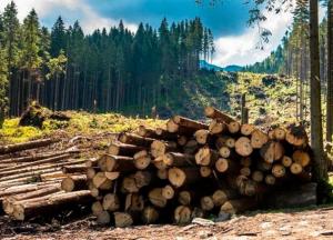 Леса будут уничтожать, пока не случится карпатский "Чернобыль" - эколог