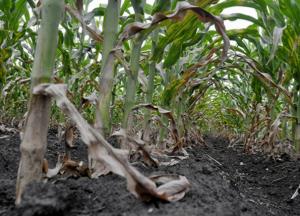 Кліматичний апокаліпсис: безпечність влади та безтурботність людства