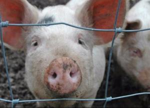 Новости Крымнаша: Чем больше смотрю российские каналы, тем больше становлюсь бандеровцем