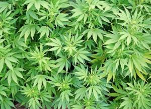 Влияние марихуаны на организм мужчины