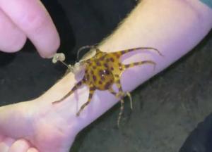 Новая забава: Туристы играют с маленьким смертоносным осьминогом, способным за раз убить 26 человек