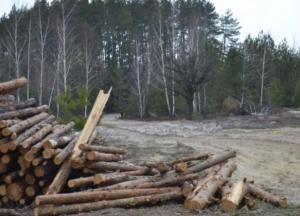 Сколько леса в Украине браконьеры уничтожили за последний год и почему никто из них не понес за это наказания