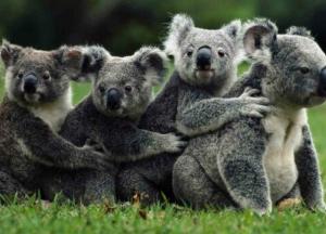 Пожары в Австралии: способна ли природа восстановиться после экокатастрофы