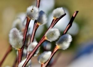 Вербное воскресенье-2020: что ни в коем случае нельзя делать