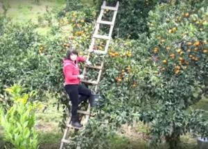 ​Экономическое чудо по-русски: как спасаются жители Донбасса от нищеты