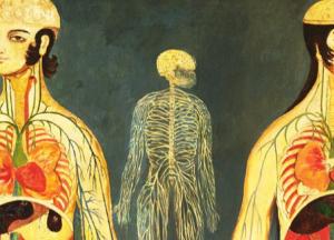 Двуглавый пенис