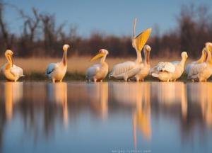 Убить экологическую жемчужину и построить «Коблево»: на Николаевщине уничтожают заповедные территории ради туристического бизнеса