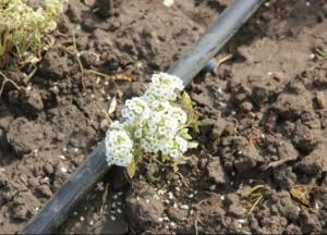 Высадка однолетних цветов в Днепре: кто и сколько зарабатывает