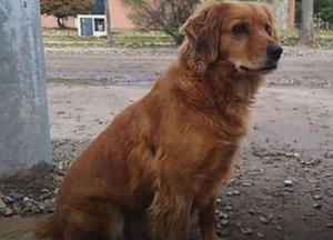  «Аргентинский Хатико»: Собака целый год сидит у полицейского участка и ждет возвращения хозяина